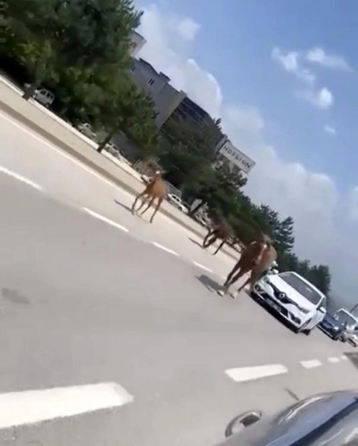 Bursa\'da başıboş atlar trafiği felç etti