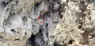 Deniz polisi ve itfaiye, falezlerde mahsur kalan kedi için seferber oldu