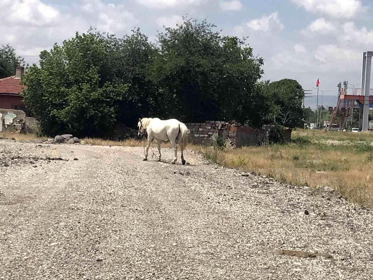 Eskişehir\'de başıboş at sorununa çözüm bulunamıyor
