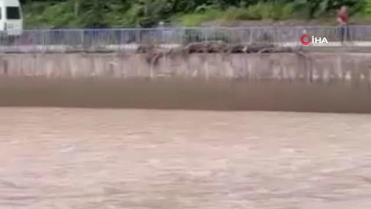 HES havuzuna düşen karaca kurtarıldı