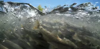 İnci kefalinin zorlu yolculuğu su altı kamerasında