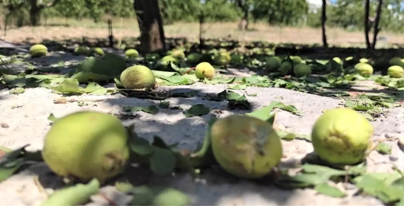 Kayısıyı bu kez dolu vurdu