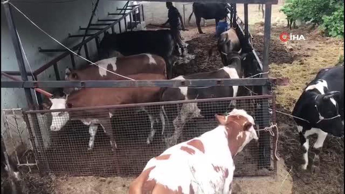 Kurban Bayramı için geri sayım başladı, kurbanlıklar görücüye çıktı