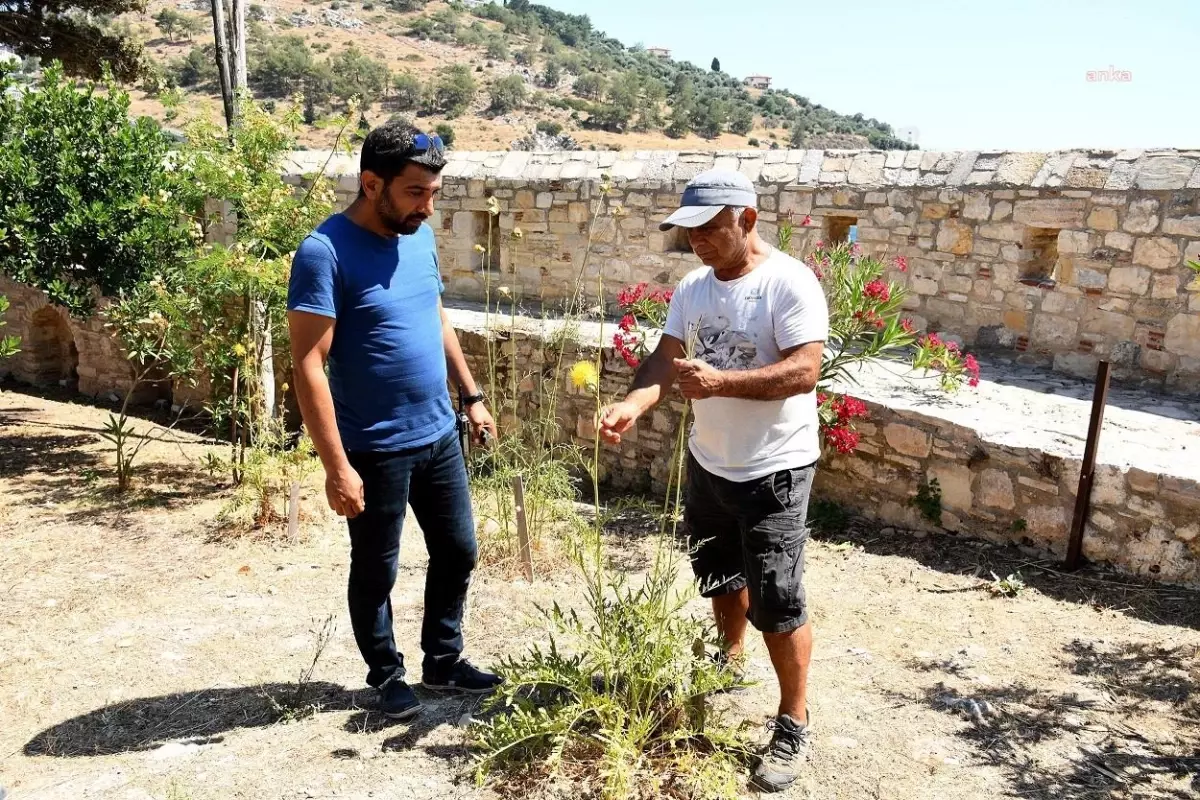 Kuşadası\'nda Güvercinada\'nın Tülüşahları Çiçek Açtı