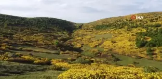 Perşembe Yaylası'nda orman gülleri renk cümbüşü yaşatıyor