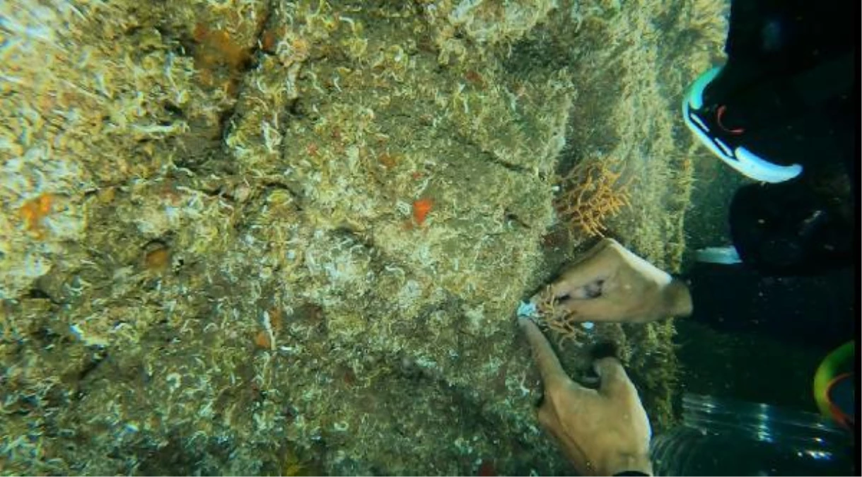Tavşan Adası\'na ekimi yapılan sarı mercanlar, yapılan sualtı dalışıyla gözlemlendi