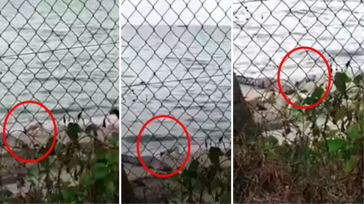 Görüntüler Malezya\'dan! Timsahtan ölü taklidi yapıp ağına çektiği köpeği tek hamlede yutup kayıplara karıştı