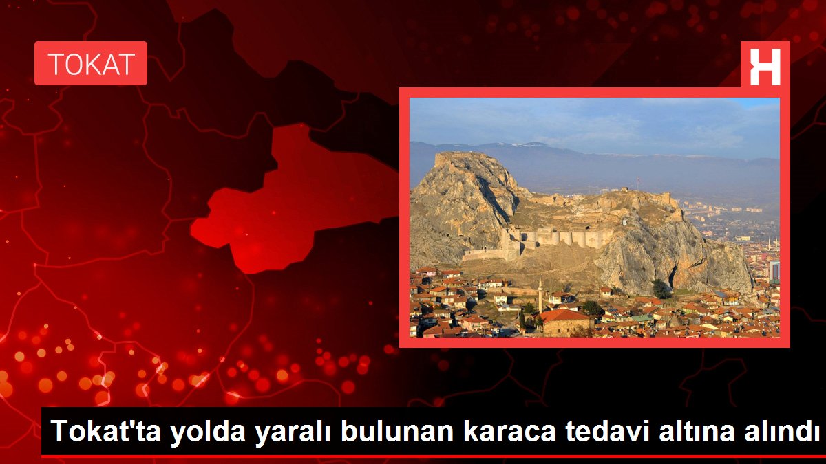 Tokat'ta yolda yaralı bulunan karaca tedavi altına alındı