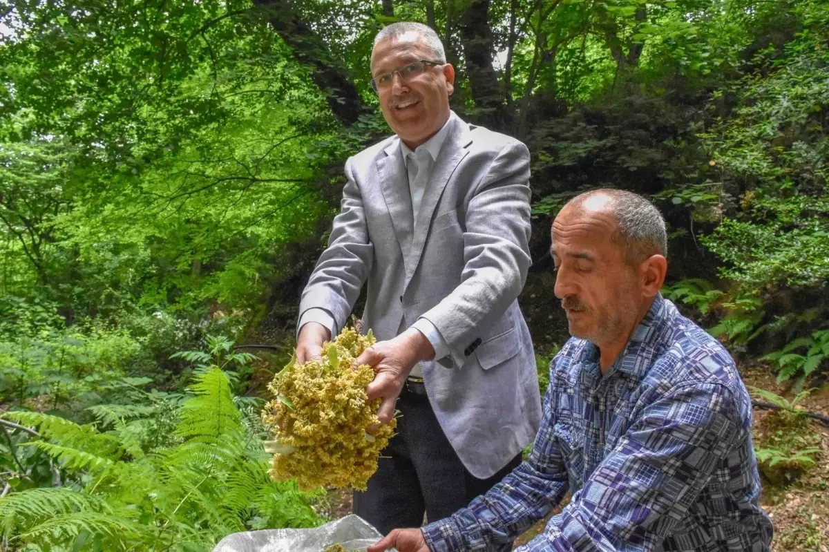 Bursa\'nın dünyaca ünlü ıhlamur ormanlarında hasat başladı