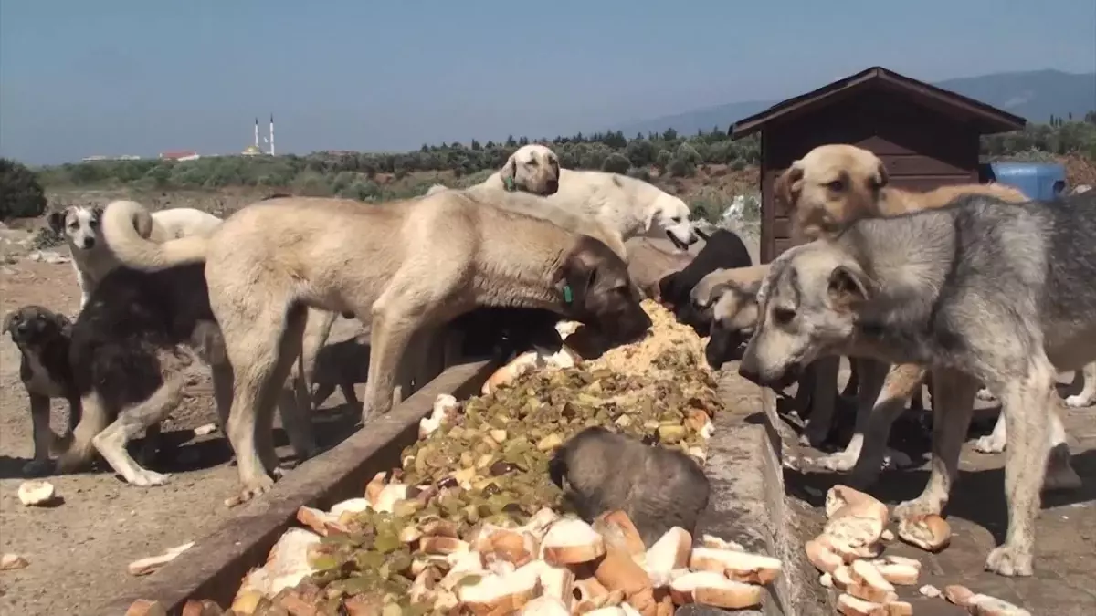 Edremit Belediyesi Sokak Hayvanlarının Yanında