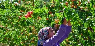 Erkenci kayısı çiftçinin yeni gelir kapısı oldu