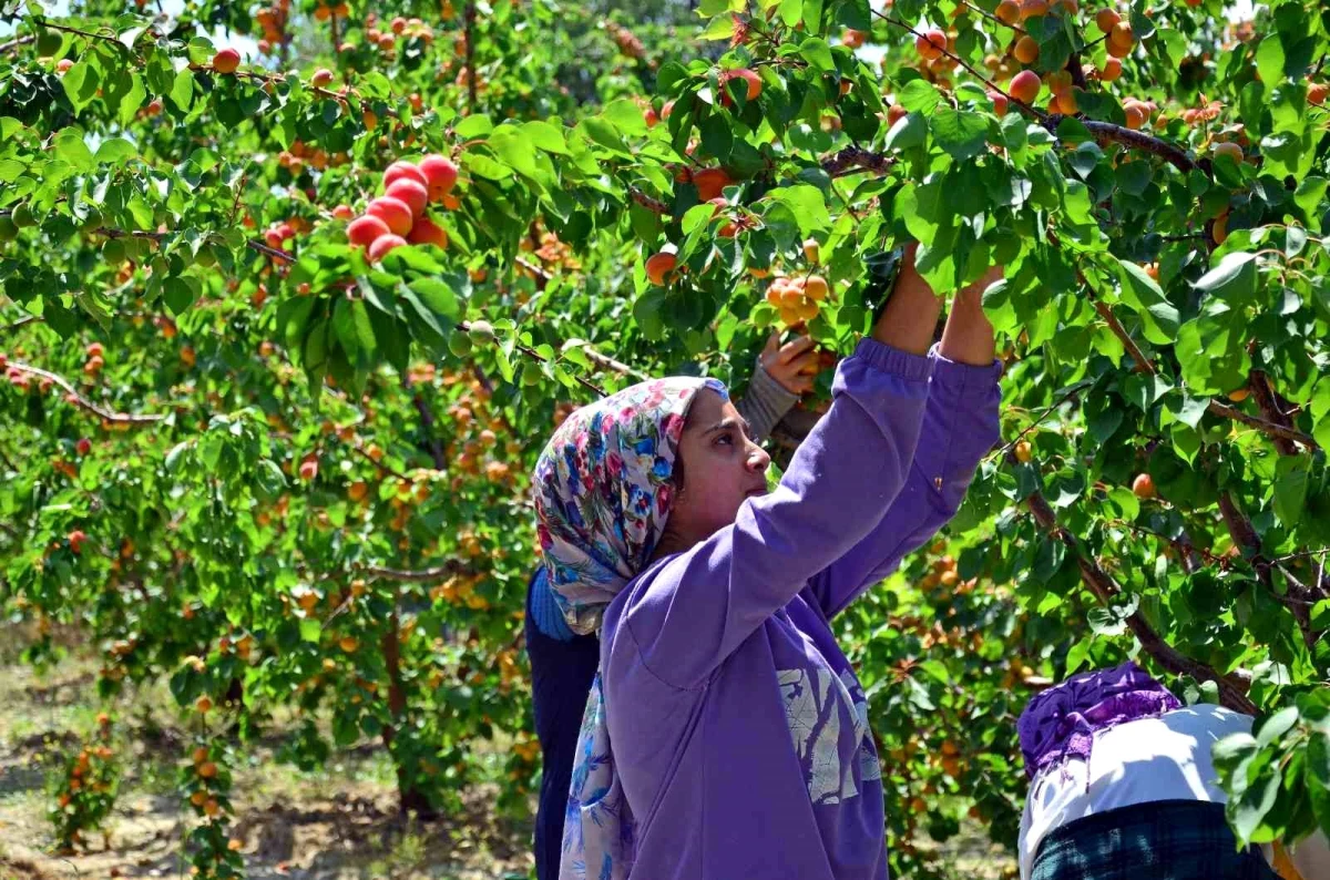 Erkenci kayısı çiftçinin yeni gelir kapısı oldu