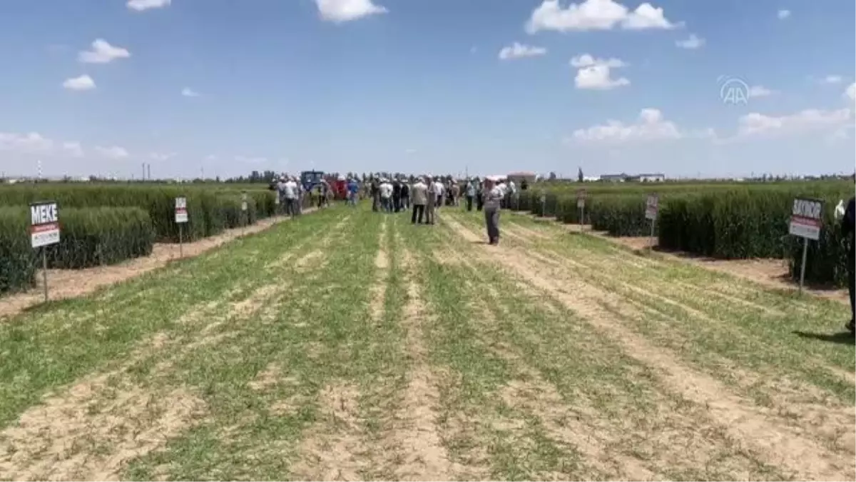 Geliştirilen hububatlar tohum sanayicisine tanıtıldı