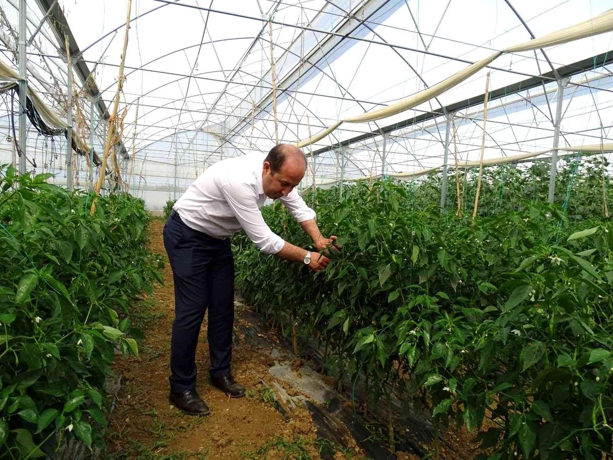 Hasat vaktinde çiftçiler yalnız bırakılmıyor