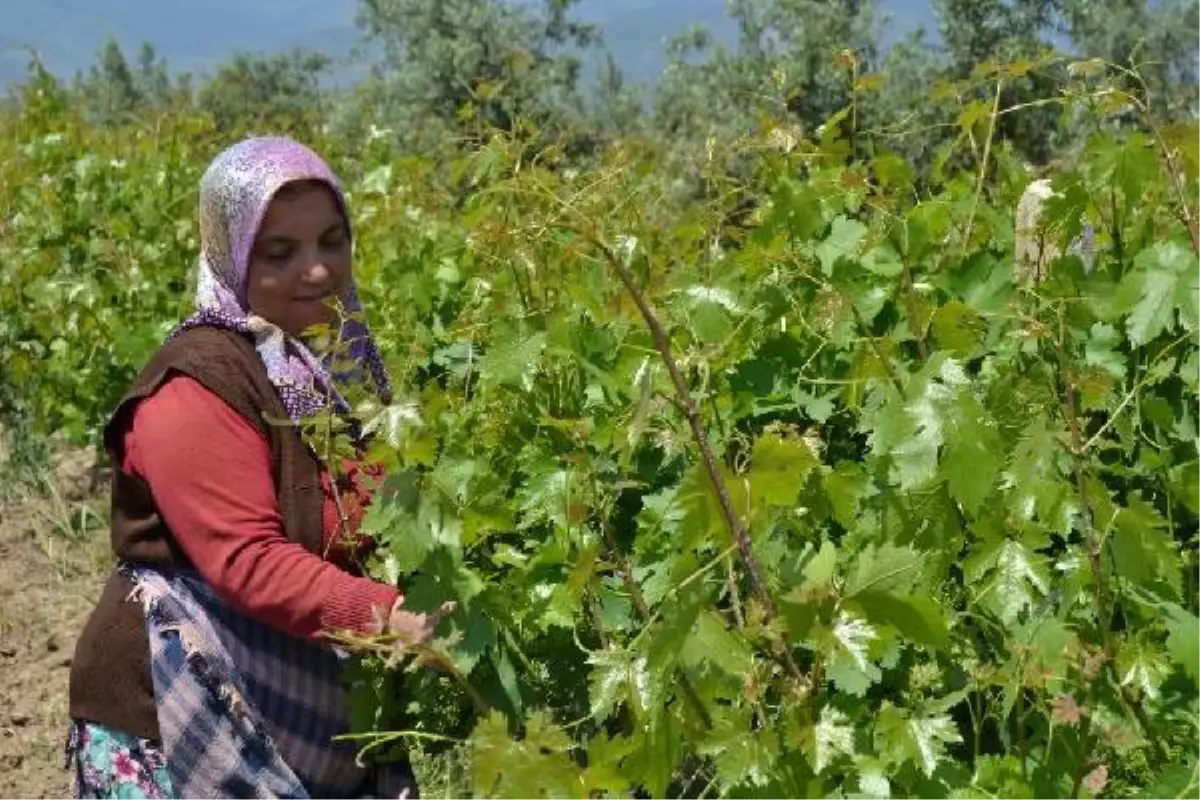 Hassa'da kadınların bağ bozumu öncesi yaprak mesaisi