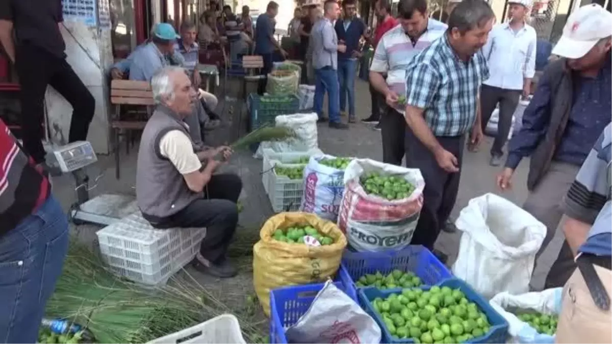 İncirde "ilekleme" dönemi başladı