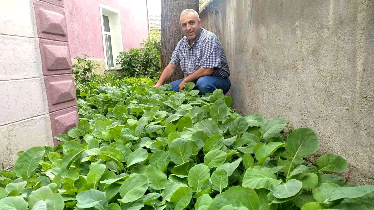 Karadenizli Müezzin cami bahçesini sebze tarlasına çevirdi