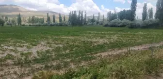 Sivas'ta 'sağanak' bilançosu; 3 bin 914 dekar ekili alanda zarar var