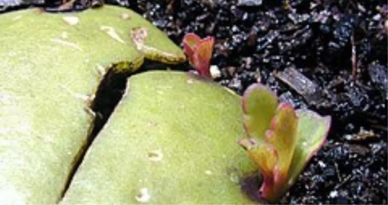 Vejetatif nedir? Vejetatif Üreme Nedir, Nasıl Olur? Vejetatif Üreme Çeşitleri Nelerdir?