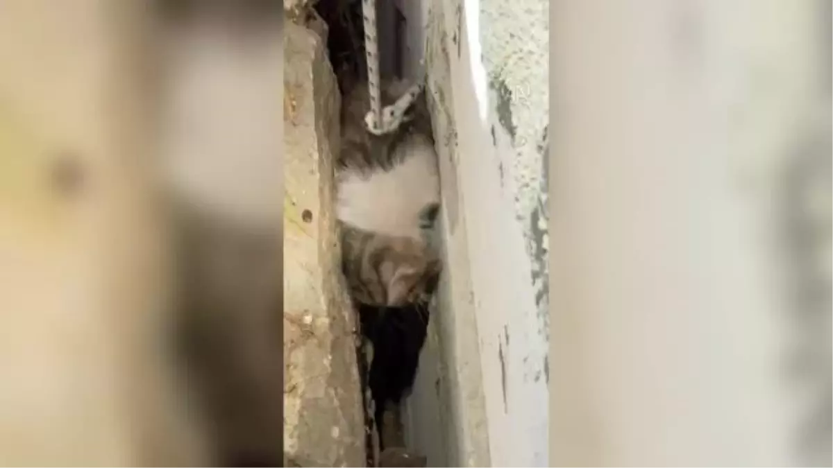 Bodrum\'da iki duvar arasına sıkışan kedi yavrusu kurtarıldı