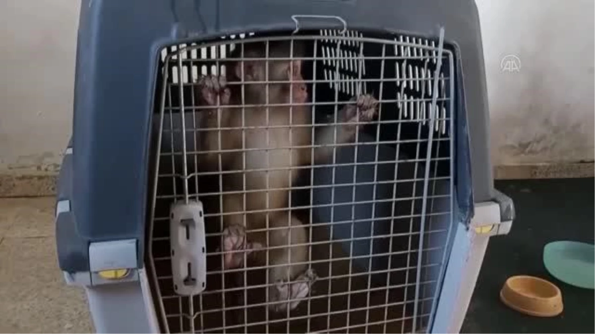 Gürbulak Sınır Kapısı\'nda ele geçirilen 3 makak maymunu Malatya Hayvanat Bahçesi\'nde