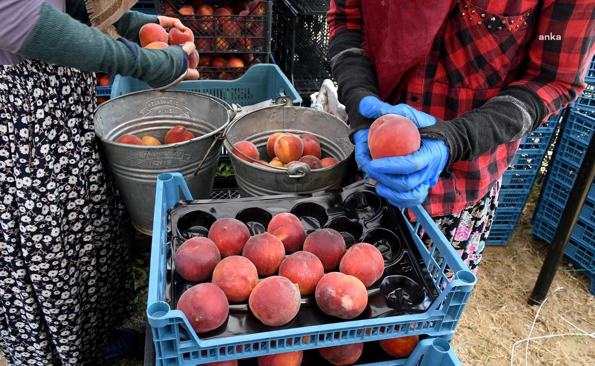 Kuşadası'nda 'Fresh Red' Cinsi Şeftalinin Hasadına Başlandı