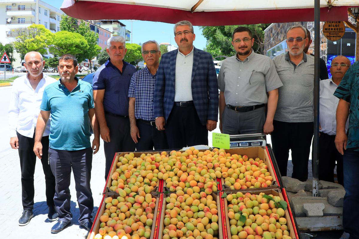 Malatya kayısısı tezgahlarda