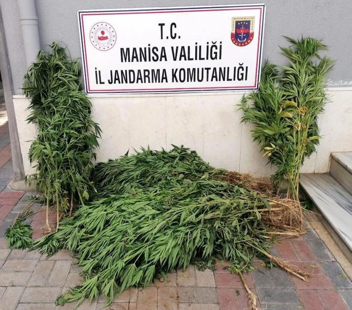Manisa\'da iki ilçede kenevir operasyonu