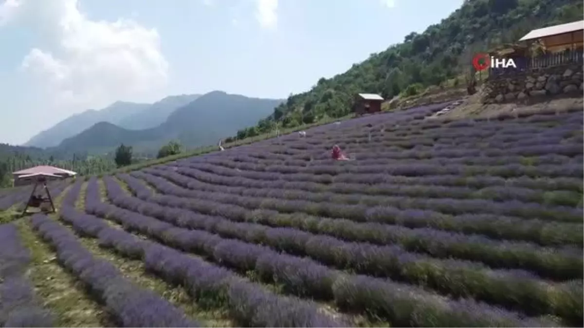 Mor tarlaların hanımağaları