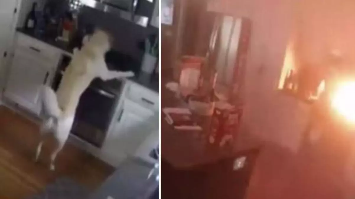 Evde sahibi olmayan köpek ocağı açarak yangın çıkmasına neden oldu