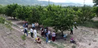 İstanbul'dan ekoturizm için geldikleri Bilecik'te dalından kiraz topladılar