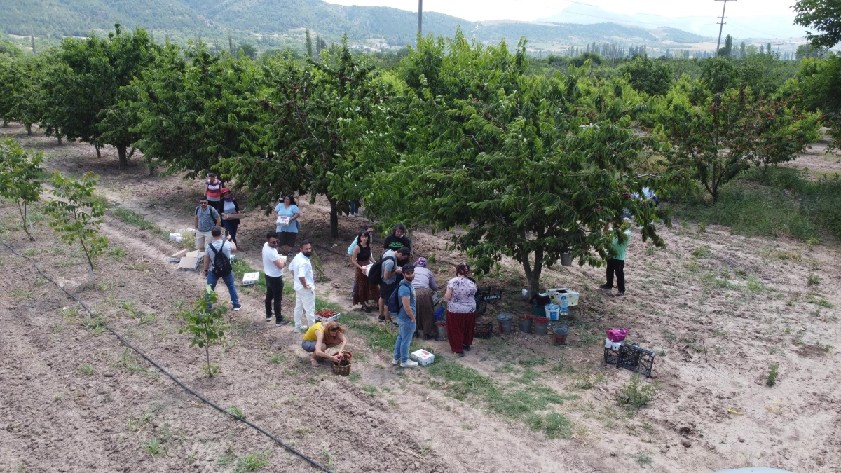 İstanbul\'dan ekoturizm için geldikleri Bilecik\'te dalından kiraz topladılar