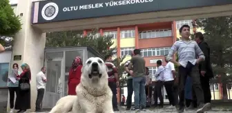 Kangal köpeği sınava giren sahibini okulun kapısında bekledi