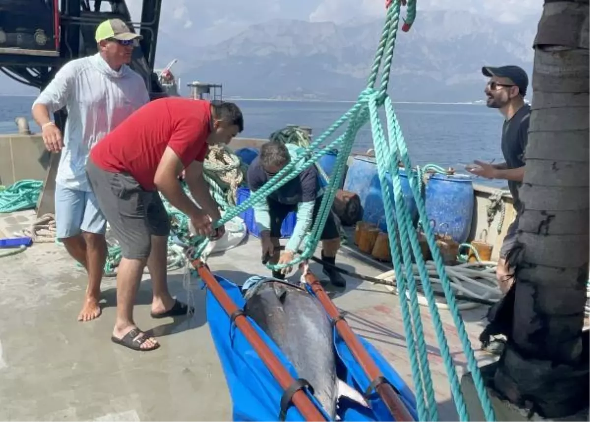 Mavi yüzgeçli Atlantik orkinosları, uydu alıcısıyla takip ediliyor