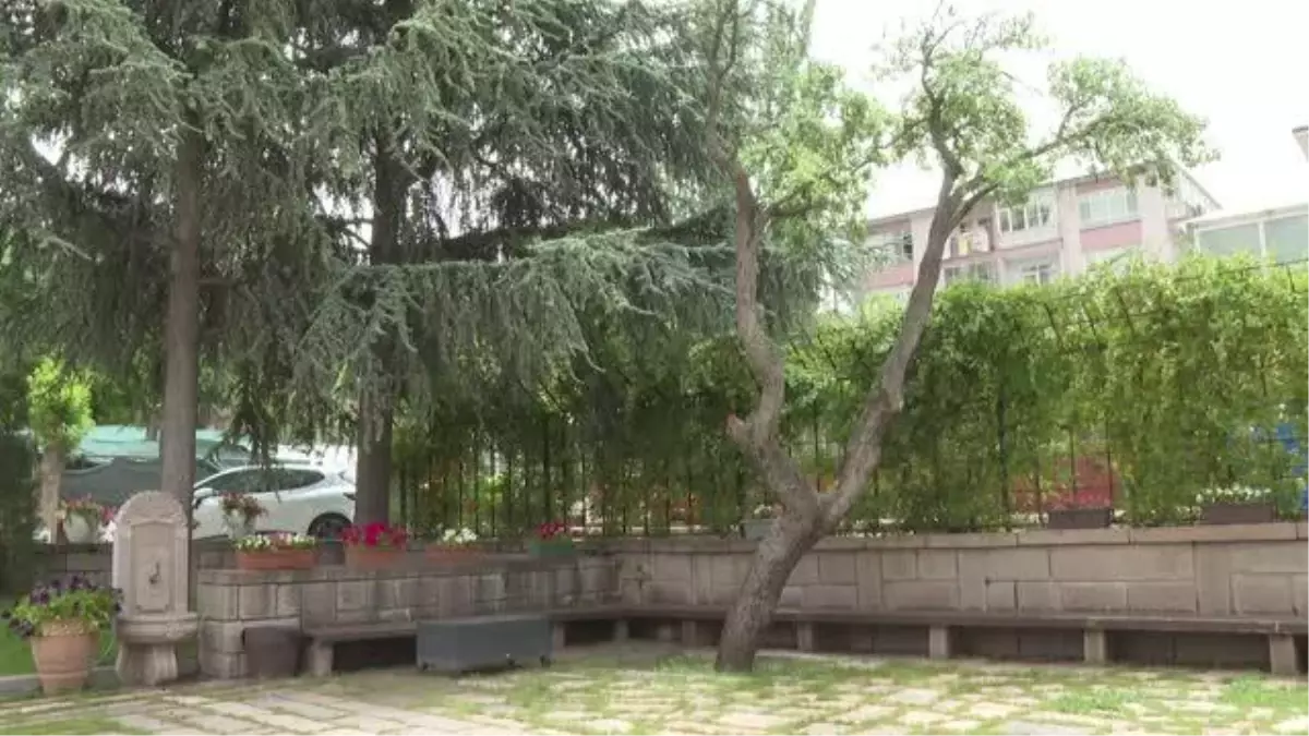 TBMM'nin 350 dönümlük bahçesi 282 tür ağaca ev sahipliği yapıyor