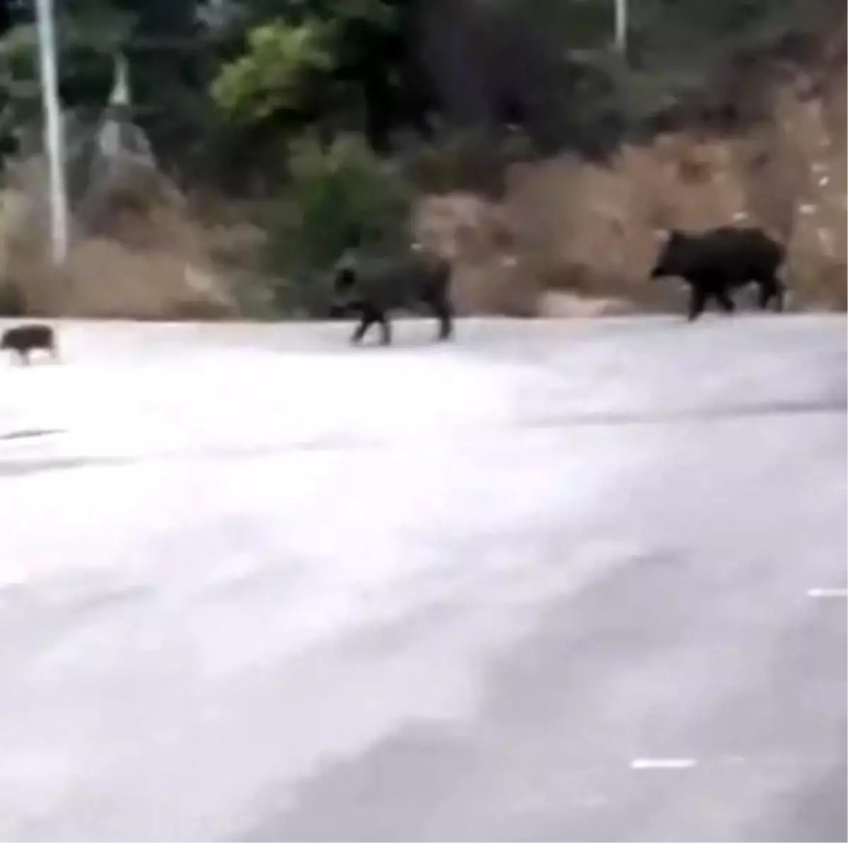 Aç kalan domuz sürüsü şehre indi