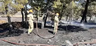 Çanakkale'de tarladaki yangın ormana sıçradı (2)