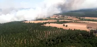 Son Dakika | Çanakkale'de ziraat yangını ormana sıçradı