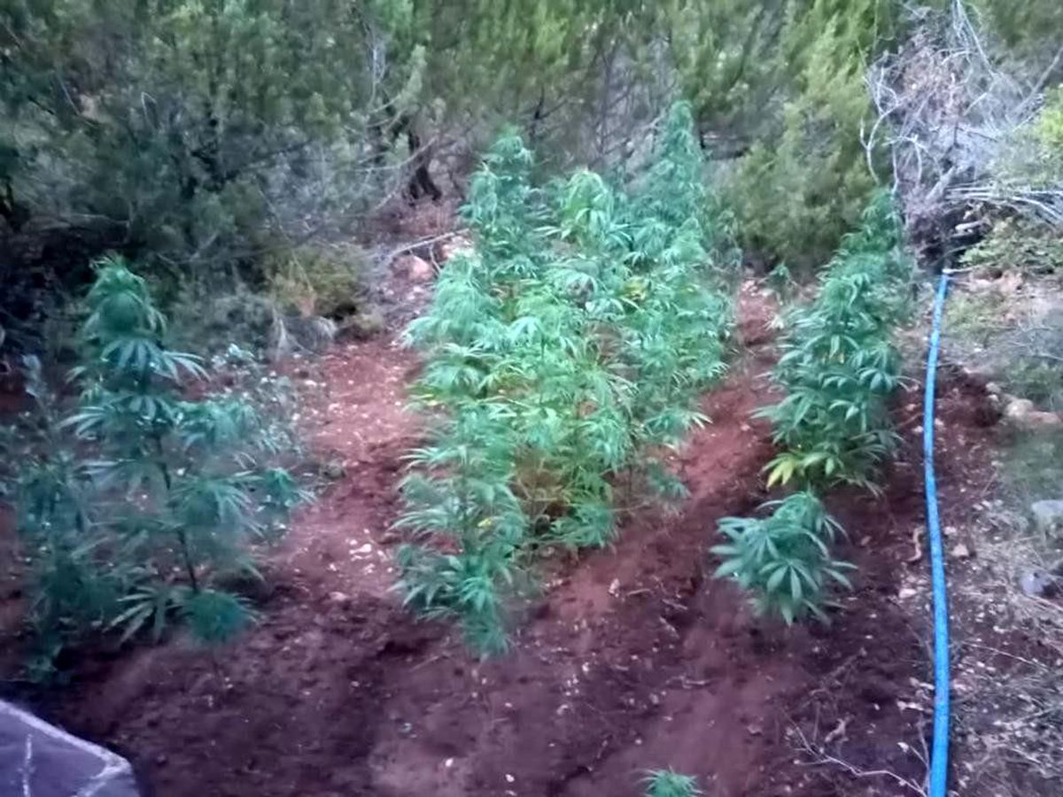 Çeşme\'de 155 kök kenevir ele geçirildi