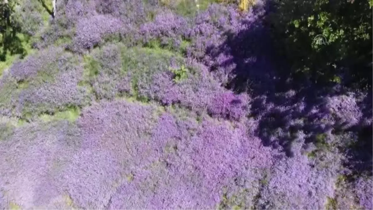 Doğa lavantalarla renklendi