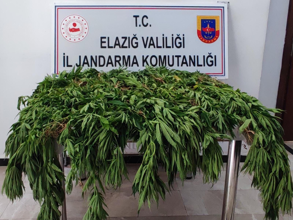 Elazığ\'da tarlasında kenevir yetiştiren şüpheli dronla tespit edilerek yakalandı