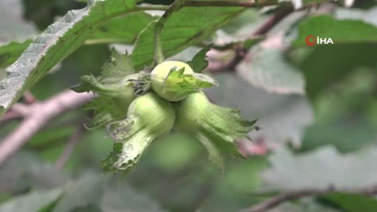 Fındık üreticisinin 'Drakula' sevinci