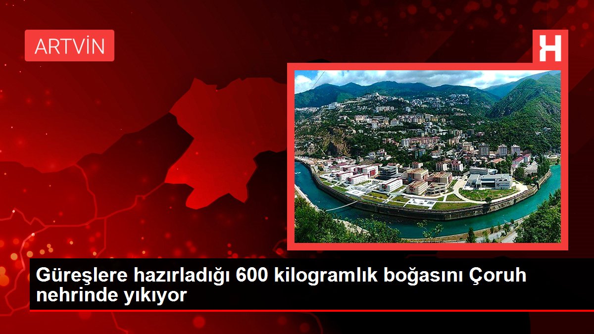 Güreşlere hazırladığı 600 kilogramlık boğasını Çoruh nehrinde yıkıyor