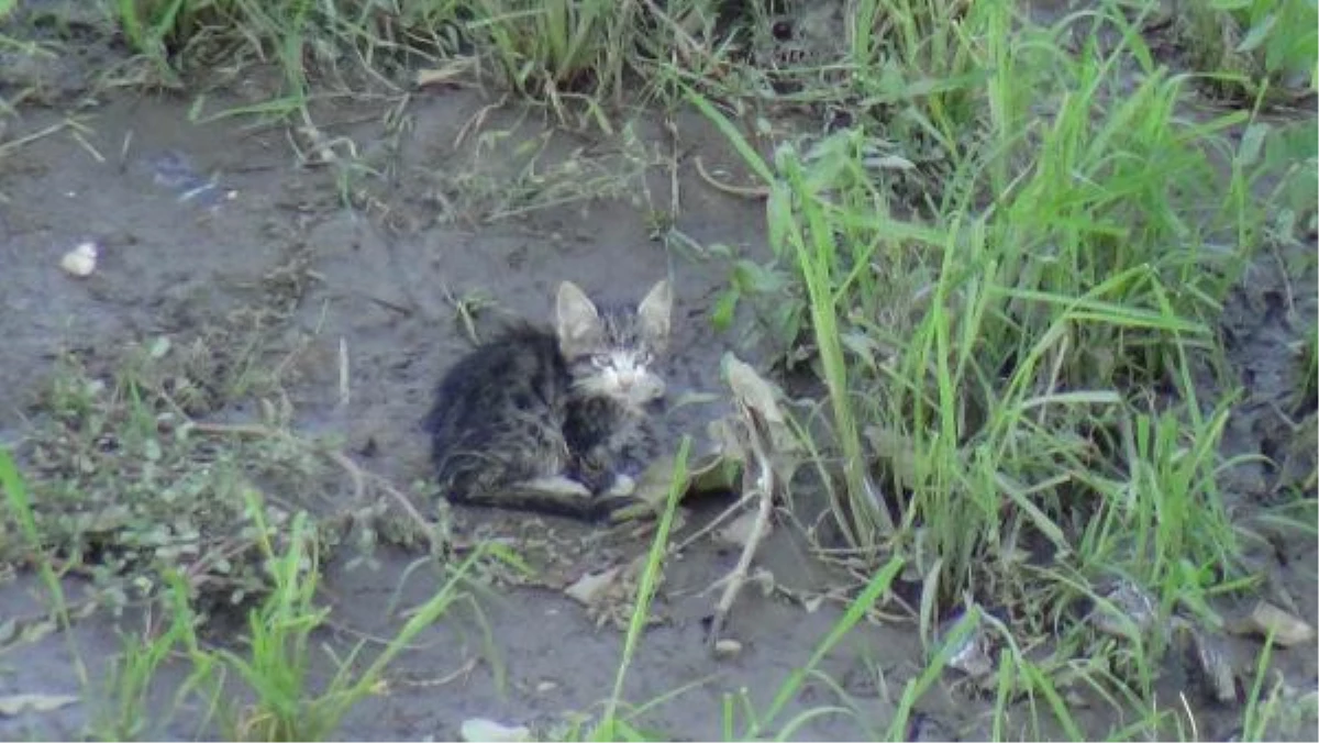 Tunca Nehri\'nde mahsur kalan yavru kedi için AFAD seferber oldu