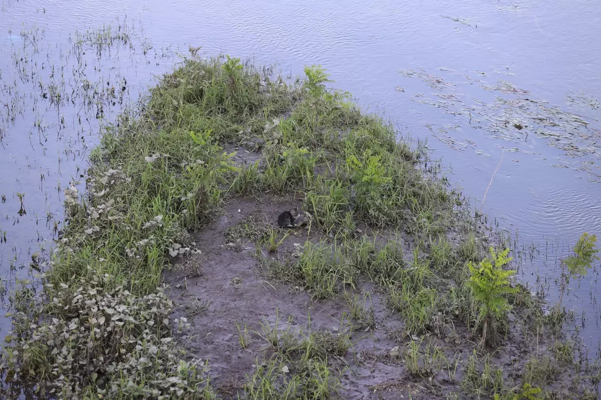 Tunca Nehri\'ne düşen kedi yavrusu, kurtarma ekiplerinden korkup yüzerek kıyıya çıktı