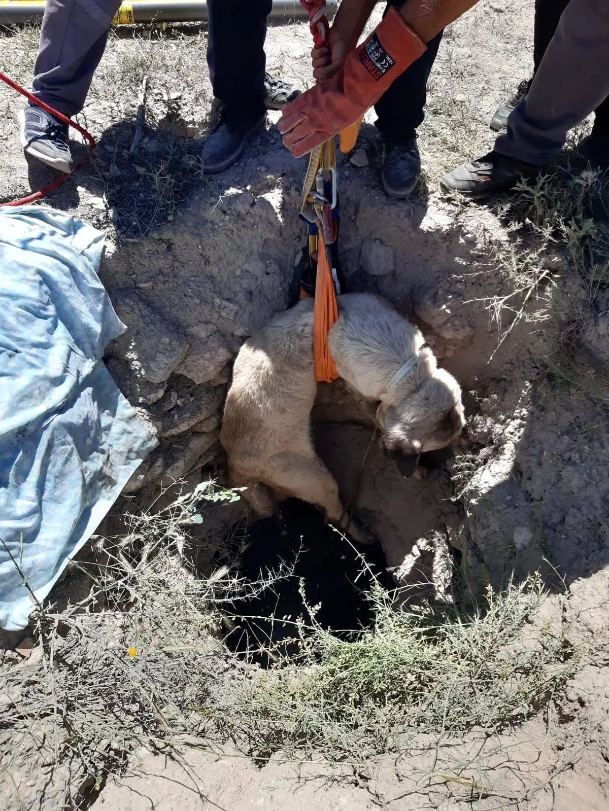 Aksaray\'da 4 metrelik kuyuya düşen köpeği AFAD kurtardı