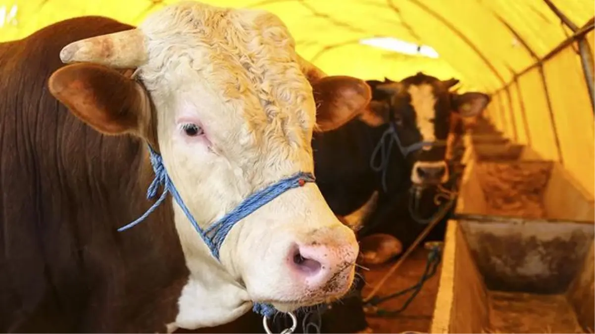 Şehre kurbanlık hayvan girişi 24 Haziran'da başlayacak