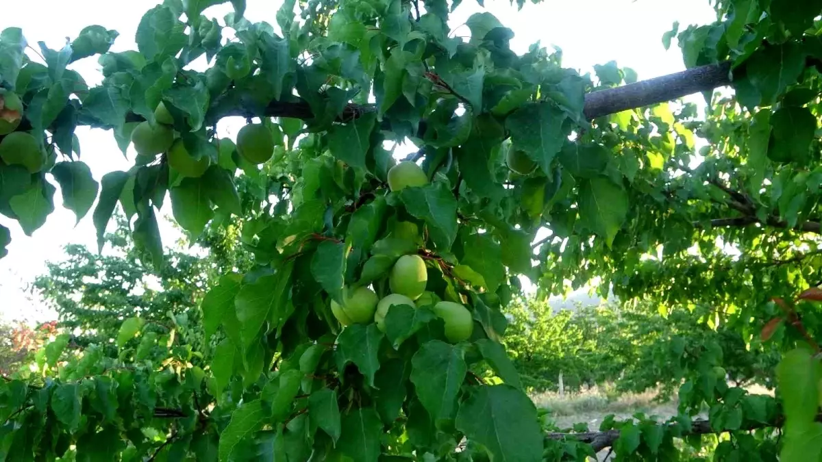 Malatya\'da kayısı üreticisi hasat için gün sayıyor