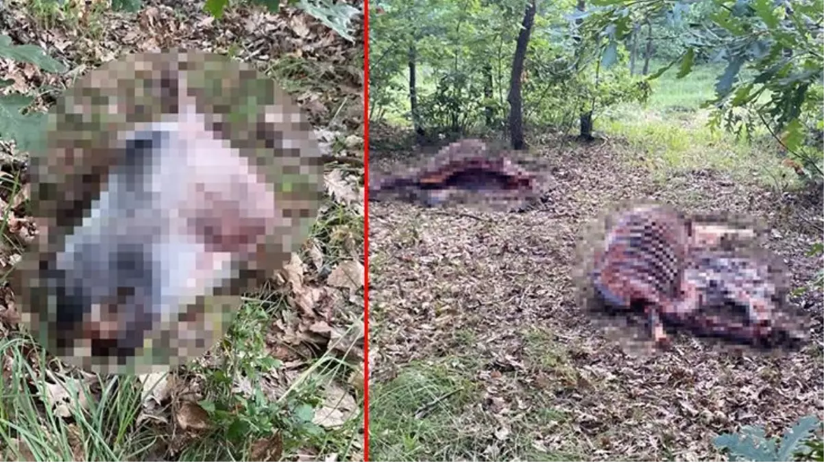 Ormanda bulunan kesik at başı panik yarattı! Polis, etlerin kasaplara satıldığını düşünüyor