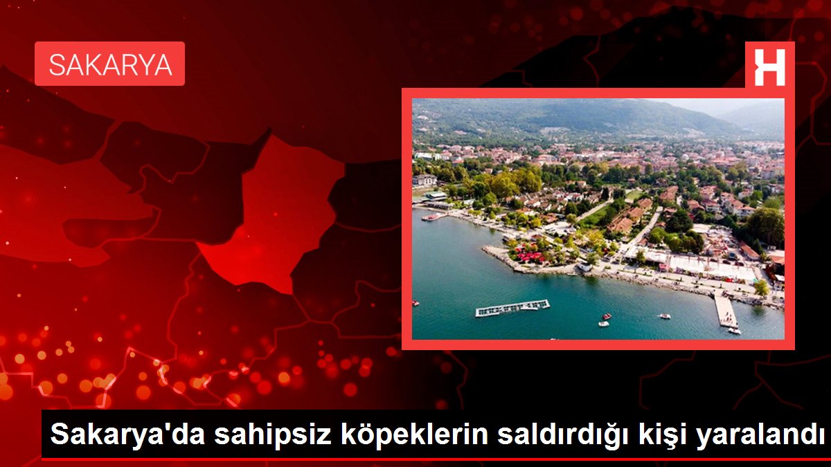 Sakarya'da sahipsiz köpeklerin saldırdığı kişi yaralandı
